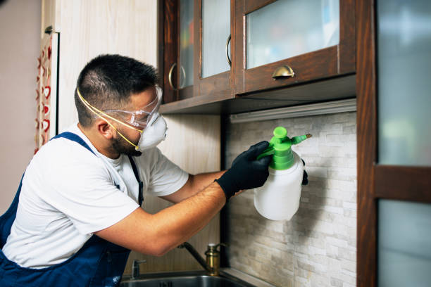 Reliable Elfers, FL Pest Control Solutions