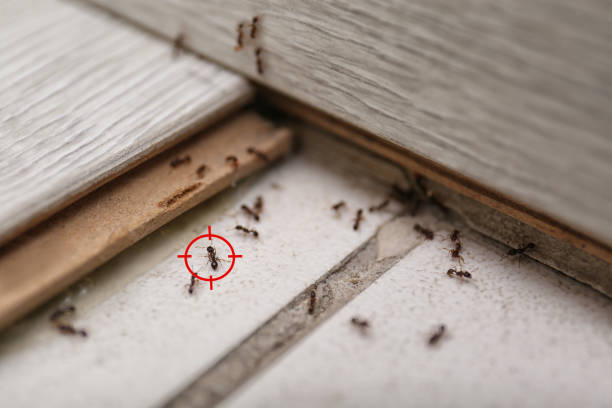 Best Local Pest Control Services  in Elfers, FL