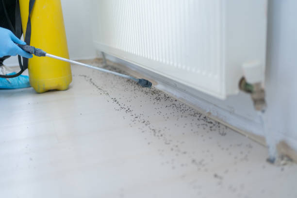 Best Mosquito Control Services  in Elfers, FL