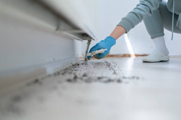 Best Residential Pest Control  in Elfers, FL